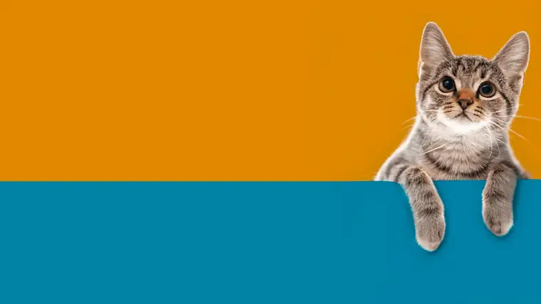 Gatinho curioso espiando por cima de uma faixa laranja e azul